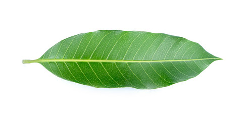 Fototapeta na wymiar mango leaves on a white background