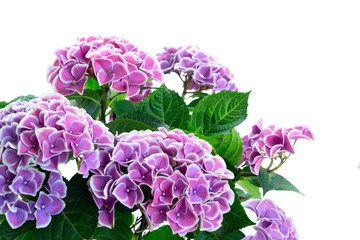violet hortenzia flower