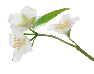 jasmine isolated branch with three large blooms