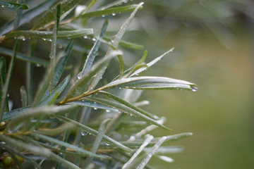 branches of sea buckthorn with foliage covered with raindrops