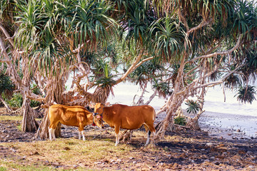 A number of cows resting on a beach; Indonesia, Bali