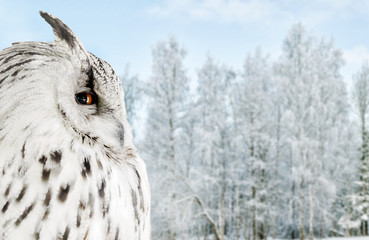 white owl on winter birches background