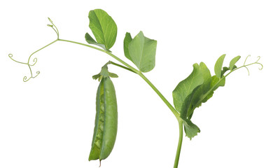 isolated open ripe pea pod on green stem