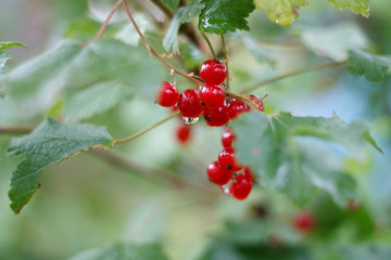 berries on a branch of red currant under raindrops