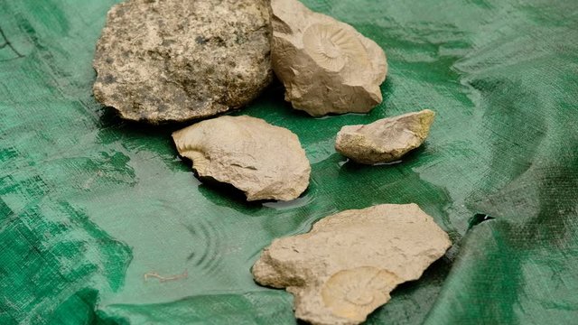 Stones with ammonite fossils are lying on a green plastic cover in the graden in a puddle and rain in October in Germany
