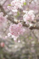 風に揺れる枝垂れ桜