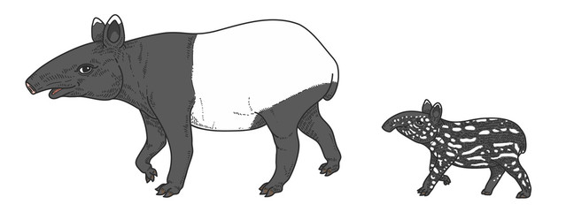 illustration of Tapir.