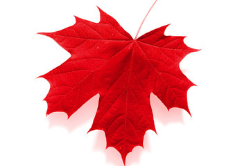 Single Red Maple Leaf on White Background