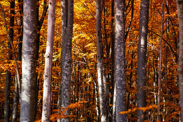 beautiful background of golden autumn forest