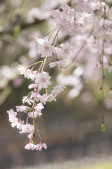 ピンクのシダレザクラ