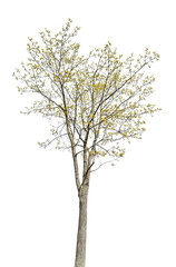 Obraz premium spring blossoming maple isolated on white