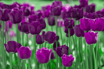 Fototapeta premium background with dark violet tulips flowers