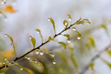 Regentropfen im Herbst an Blättern