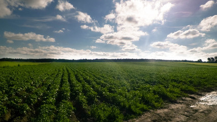 Fototapeta na wymiar Landacape of potato plantation.