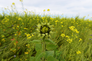 Sonnenblume im Wachstum