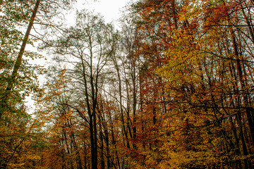Jesień, odloty ptaków , liście, drzewa, las.