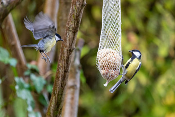 Naklejka premium Kohlmeisen am Futterplatz
