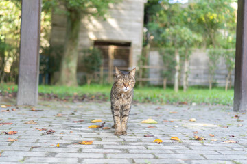 猫の日常