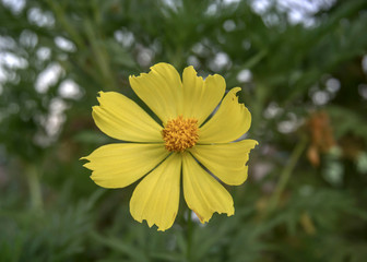 yellow flower on green background of grass