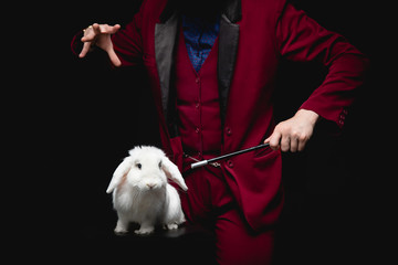 Magician shows trick with disappearance white rabbit in suitcase magic wand, black background