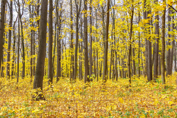 Fototapeta premium Golden autumn in the city park. Trees in a clearing strewn with yellow leaves in sunlight