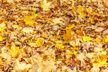 Golden leaves on the lawn in sunlight. Autumn landscape