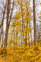 Trees with yellow leaves in the city park in autumn day. Autumn nature landscape