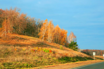 Autumn bright colorful landscape in the park. Forest along the road, birch trees in yellow golden sunshine on a warm October day in the morning against a cloudy blue sky