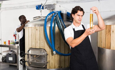 Male brewer in apron attentively checking quality of beer in flask