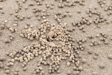 Sand bubbler crab and balls
