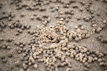 Sand bubbler crab close up