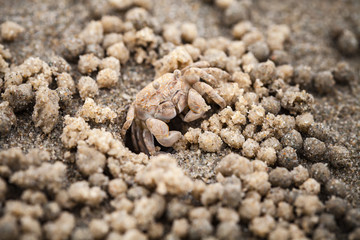 Sand bubbler crab, macro photo