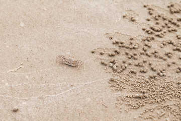 Sand bubbler crab, sand-bubbler