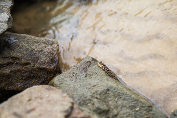 Silverlined mudskipper on a wet