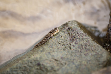 Barred mudskipper on wet stone