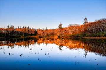 reflection of trees in lake