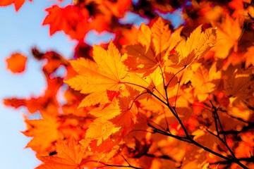 autumn leaves on black background