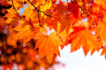 maple leaves in autumn