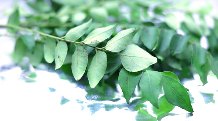 Green curry or Sweet neem leaves