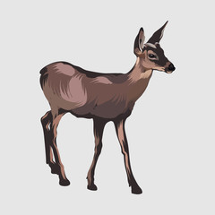 Vector hand drawn illustration of fawn isolated. Creative tattoo artwork. Template for card, poster, banner, print for t-shirt, pin, badge, patch.