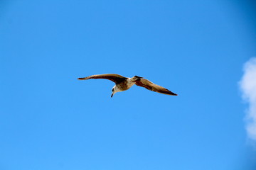 Möwe vor blauem Himmel