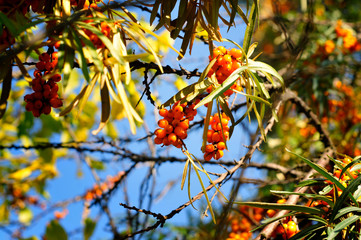 Ripe sea-buckthorn on a branch. Autumn sunny day
