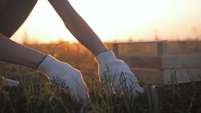Farmer working in field in morning, hand holding leaf of cultivated plant. Hands holding pile of arable soil. Agriculture, gardening or ecology concept.