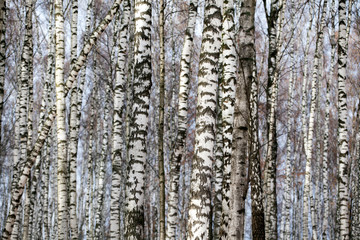 birch tree blue sky background 