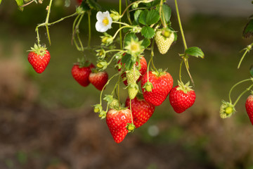 Strawberries ripening on a on a table top system and ready for harvesting.