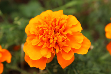 Blooming orange french marigold head