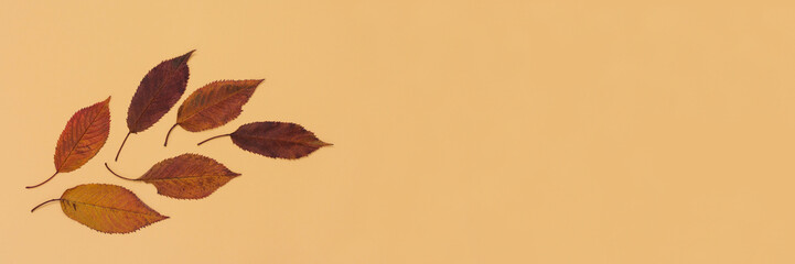 Fallen sweet cherry leaves on yellow background, banner of autumn concept, flat lay, top view, copy space