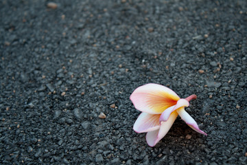 pink flower on road side