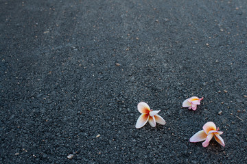 pink flower on road side