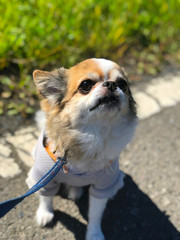 空を見上げるチワワ